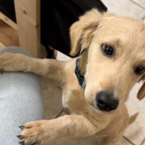 Lost Dog Junior