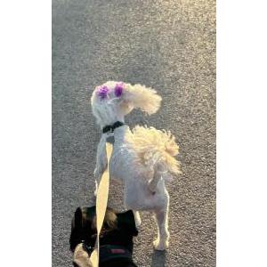 Lost Dog Luna