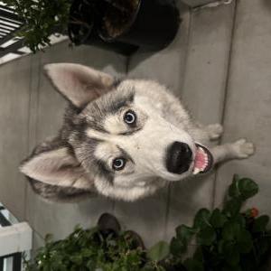 Found Dog Unknown