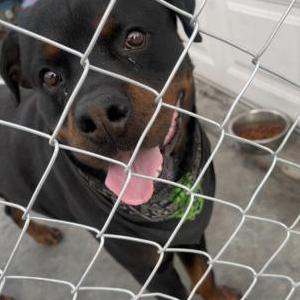 Lost Dog Harley