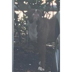 Found Dog Unknown