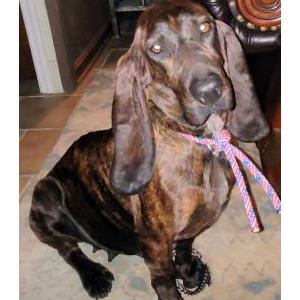 Lost Dog Morgan