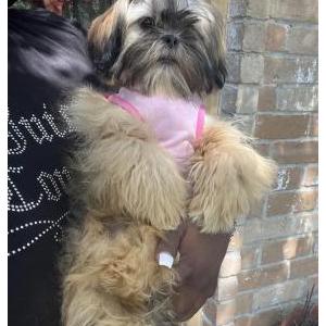 Lost Dog Chanel
