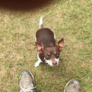 Image of Katy, Lost Dog