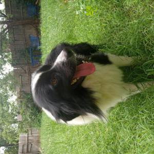 Found Dog Unknown
