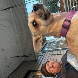 Image of Snoopy, Lost Dog