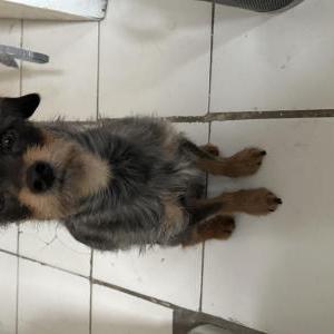 Lost Dog Kiko