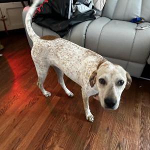 Found Dog Unknown