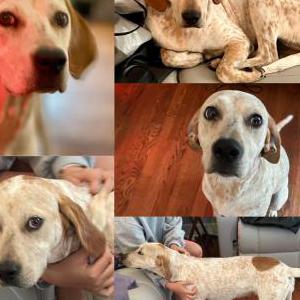 2nd Image of Unknown, Found Dog