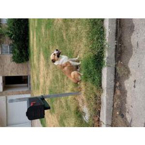 Found Dog Unknown