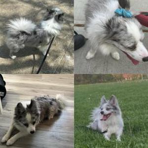 Lost Dog Blue