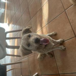 Found Dog Unknown