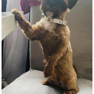 Lost Dog Luna
