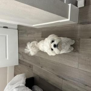 Lost Dog Uzi