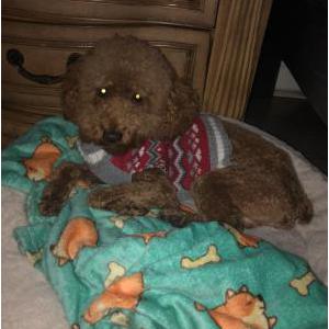 Lost Dog Rusty