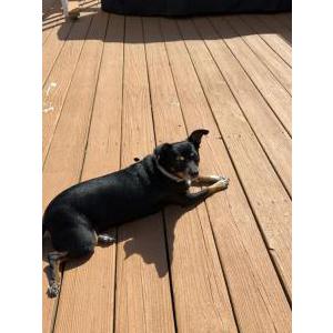 2nd Image of Zena, Lost Dog