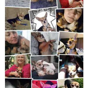 Lost Dog Odie