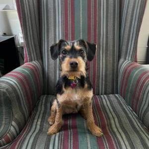 2nd Image of Lady, Lost Dog