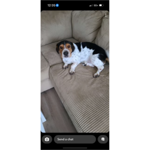 Lost Dog Chewy
