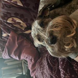 Lost Dog Othello