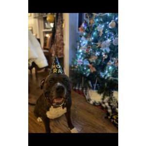 Lost Dog King