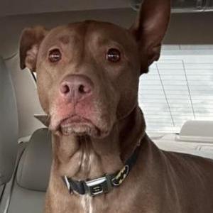Lost Dog Laila