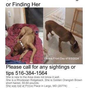 Lost Dog leyah