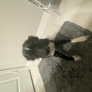 Lost Dog ali