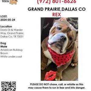 Lost Dog Rex