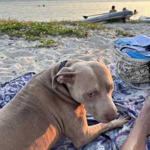 Lost Dog Adonis
