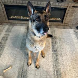 Lost Dog Max