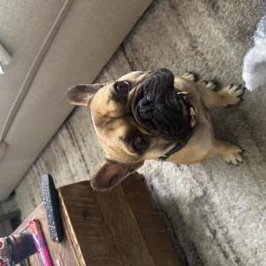 Lost Dog Stitch