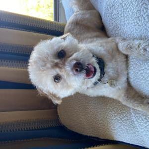 Lost Dog Nellie