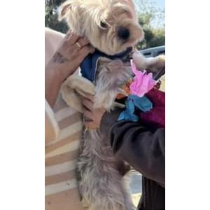 Lost Dog Coco