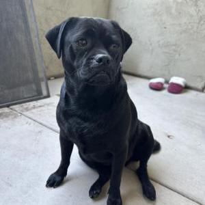 Found Dog unknown