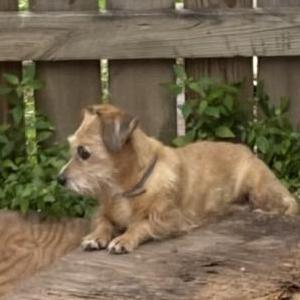 Lost Dog Caramela