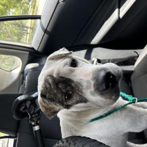 Found Dog Unknown