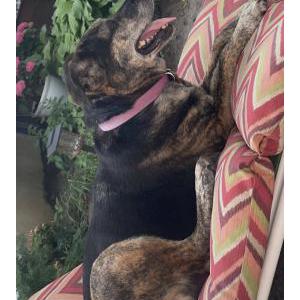 Lost Dog Abby