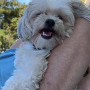 Lost Dog Luna