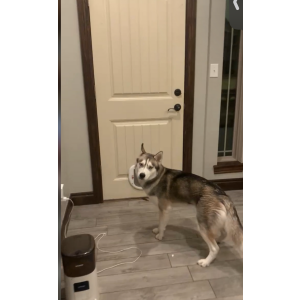 Lost Dog Onxy