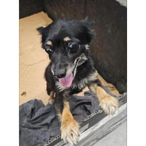 Found Dog Minnie