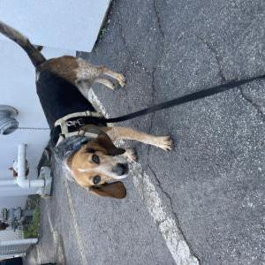 Lost Dog Tally