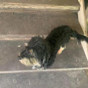 Lost Dog Buster