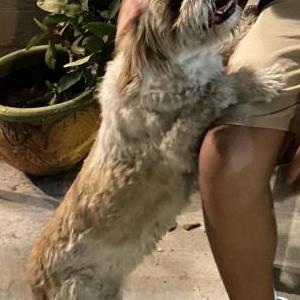 Lost Dog Roxy