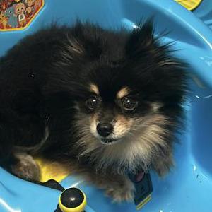 Lost Dog Cooper