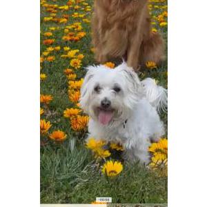 Lost Dog Bentley