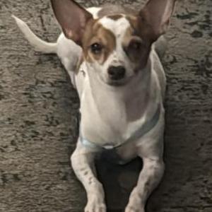 Lost Dog Minara