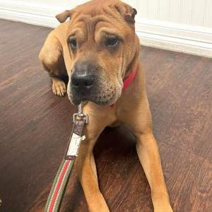 Lost Dog Deacon