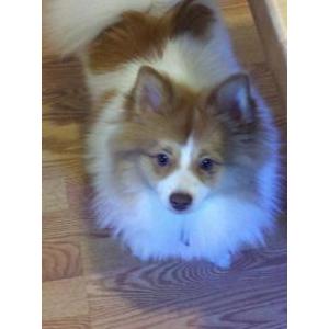 Lost Dog Spanky