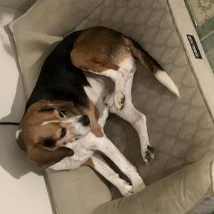 Lost Dog Bradley